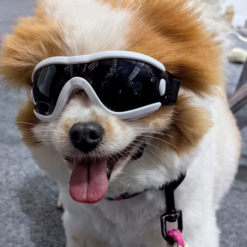 Dog Goggles